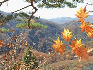 澳門(mén)四肖八碼期期準(zhǔn)免費(fèi)公開(kāi)_,時(shí)代資料解釋落實(shí)_優(yōu)選版2.332