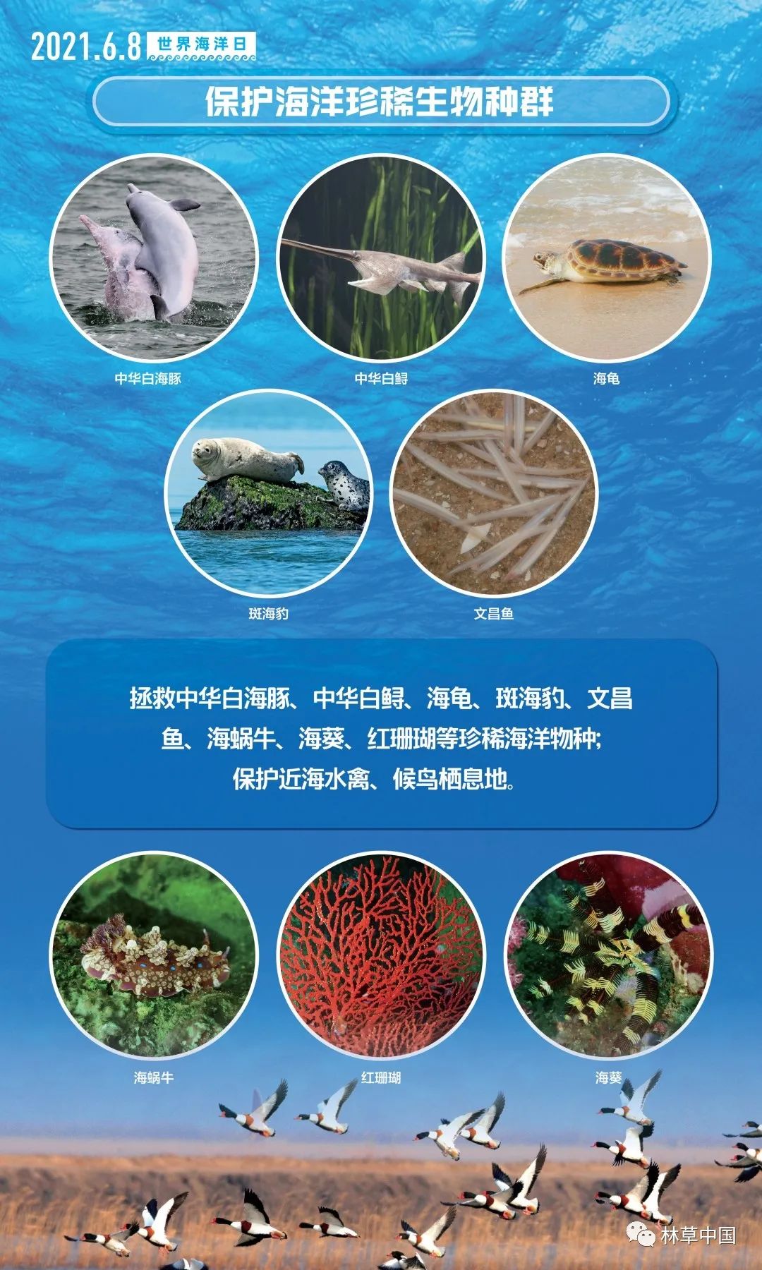 全球關(guān)注焦點(diǎn)，海洋生物多樣性保護(hù)進(jìn)入重要議程