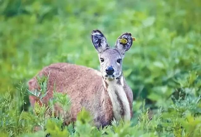 野生動物追蹤項目成果顯著，瀕危物種保護(hù)展現(xiàn)顯著成效