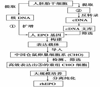 心理平衡與免疫系統(tǒng)健康，緊密關(guān)聯(lián)的探討