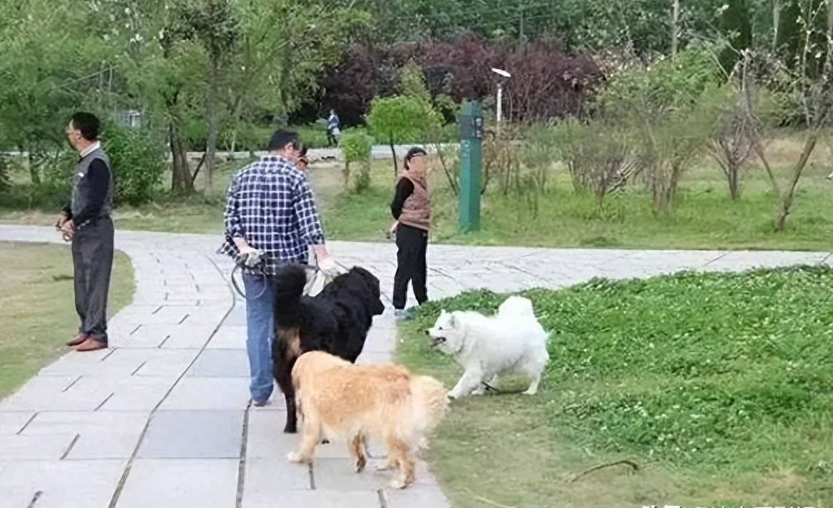 母女公園遭犬只撕咬悲劇，警醒社會(huì)的反思與啟示