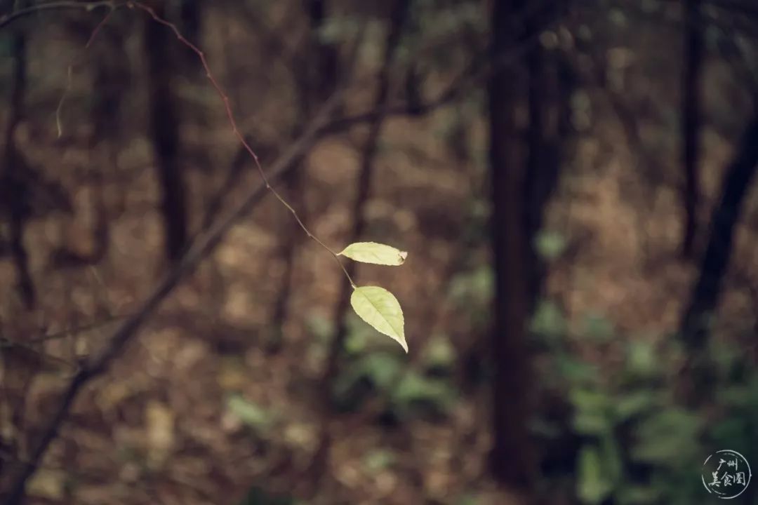 雨中綠樹的生機(jī)映照