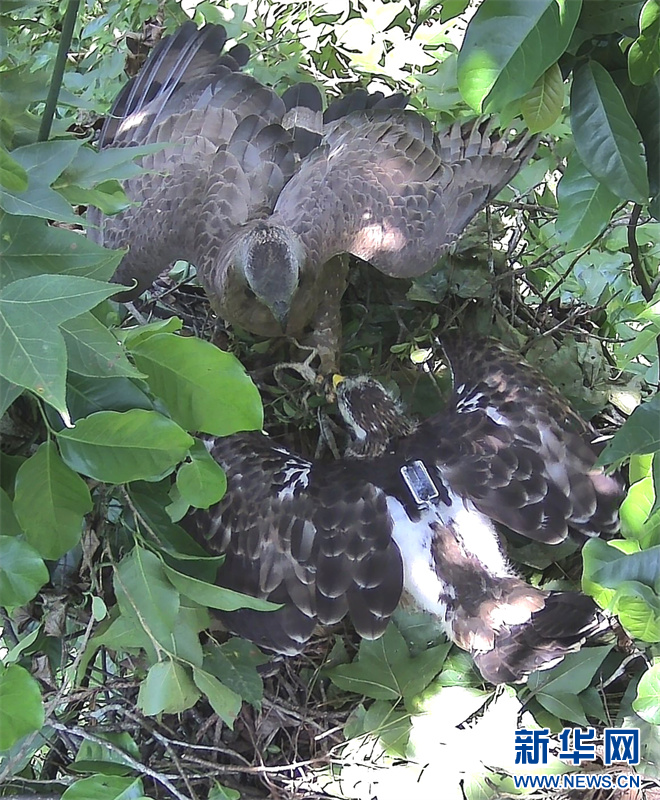 四川破獲非法捕獵鳳頭蜂鷹案，珍稀物種保護正義之戰(zhàn)揭秘