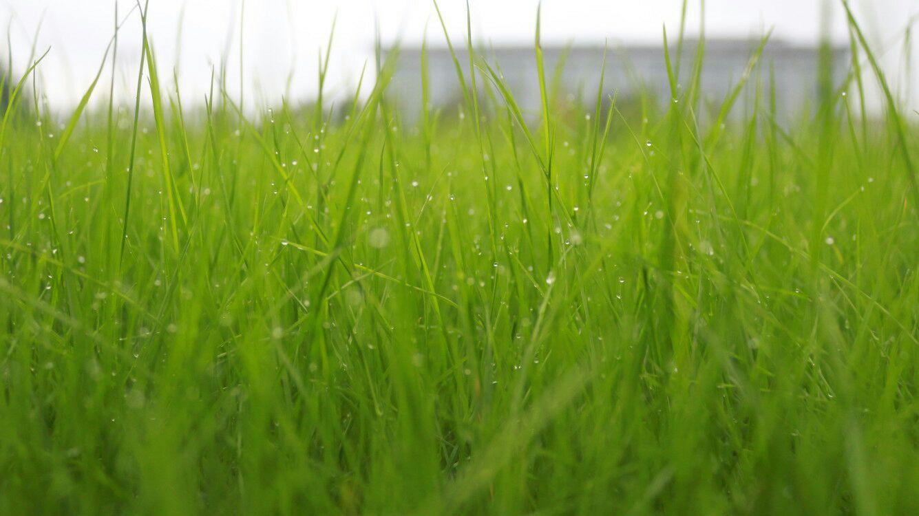 細雨潤物