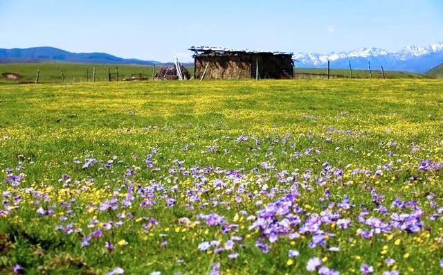 野花在草地上點綴著五彩斑斕的色彩