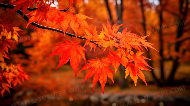 秋日楓葉如畫，山川染紅如詩