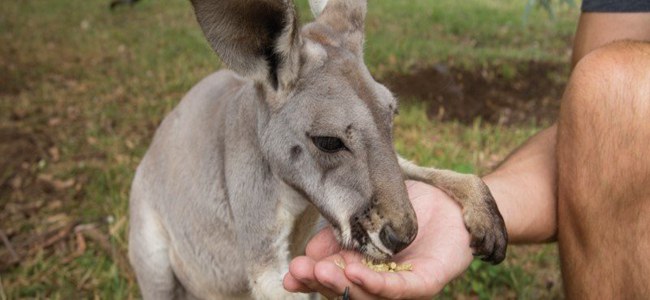 世界頂級野生動物園的難忘親近之旅