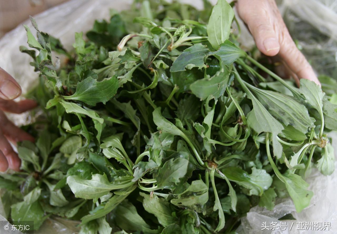 雨后的草地，清新氣息與泥土芬芳的邂逅