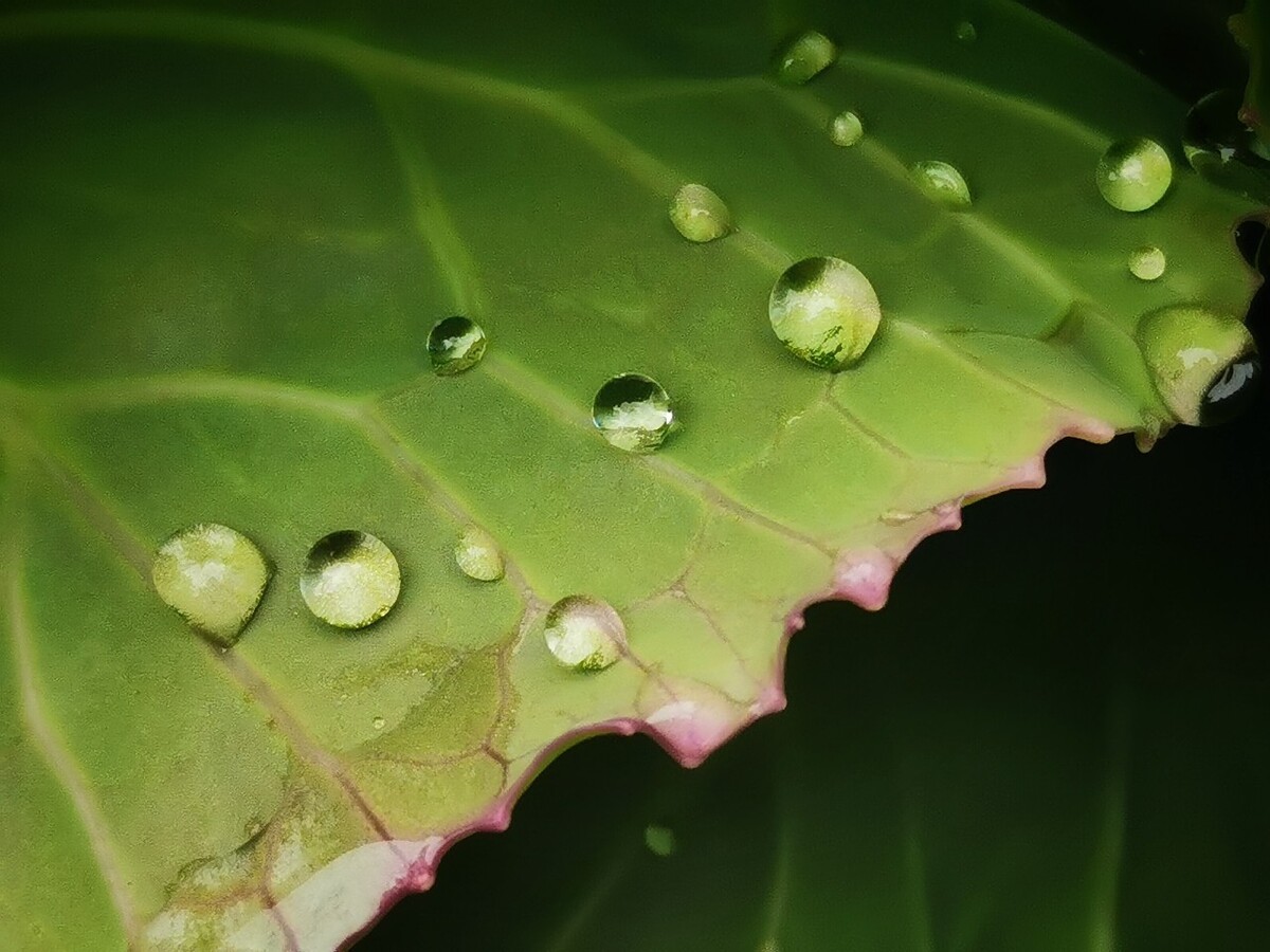 樹葉上的水珠閃爍如珠