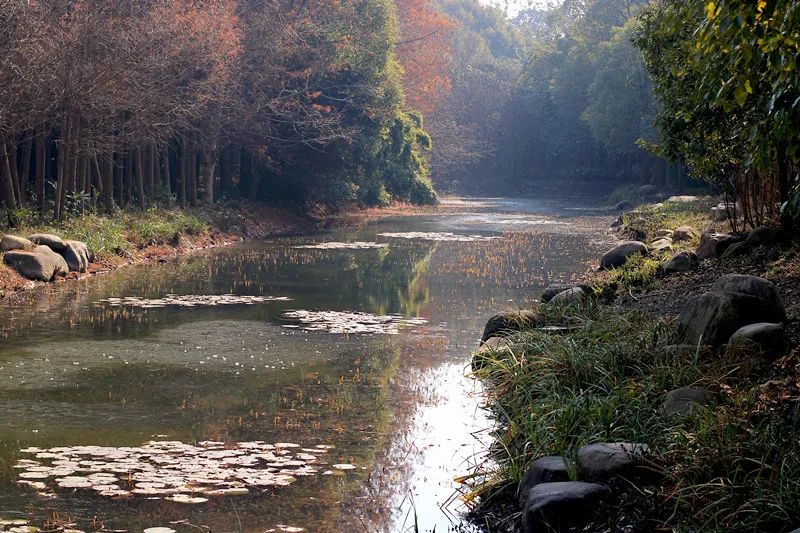 陽(yáng)光漫步的樹葉小道