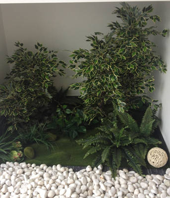 木本植物的美學表現(xiàn)與生態(tài)藝術結合