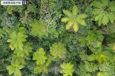 木本植物在保護野生動物棲息地中的重要作用