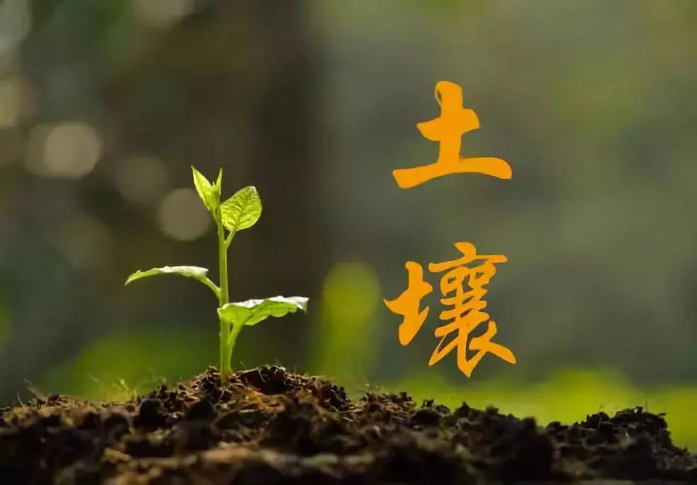 木本植物的防風固沙功能與生態(tài)環(huán)境保護