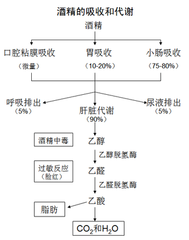 合理的用餐時間對代謝的作用