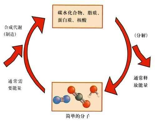 飲水與新陳代謝，密切關(guān)聯(lián)的重要性解析