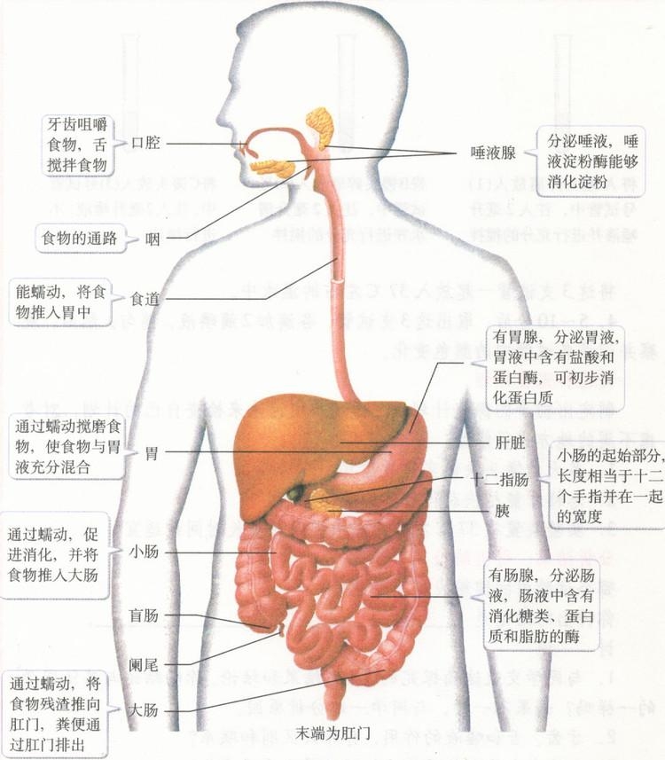 高纖維飲食對(duì)消化系統(tǒng)健康的益處研究