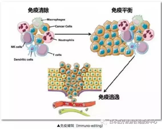 微量元素對免疫系統(tǒng)的重要支持作用