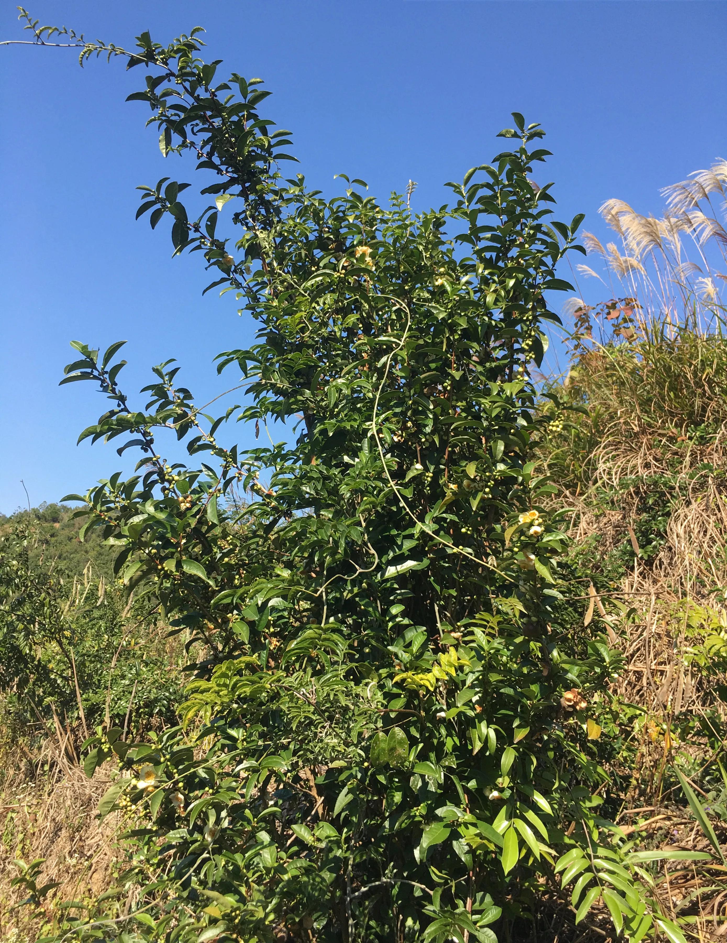 研究不同文化的茶文化與餐點(diǎn)搭配