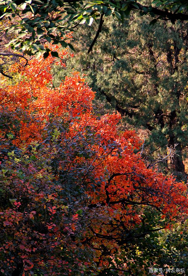 秋日山林，紅葉似火，氣爽景清