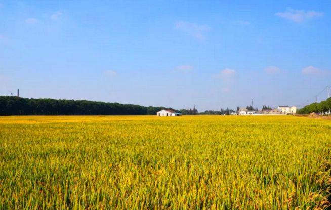 深秋的田園，金黃稻田的霧靄之夢(mèng)