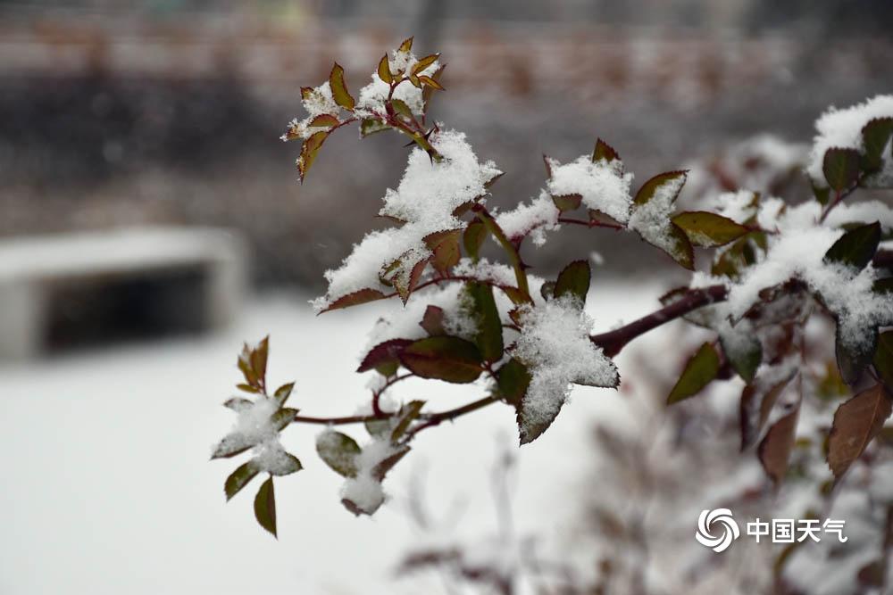 白雪如絮