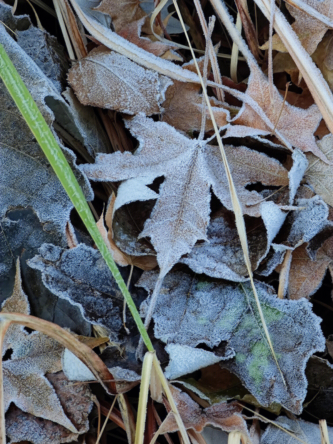 冬季的清晨