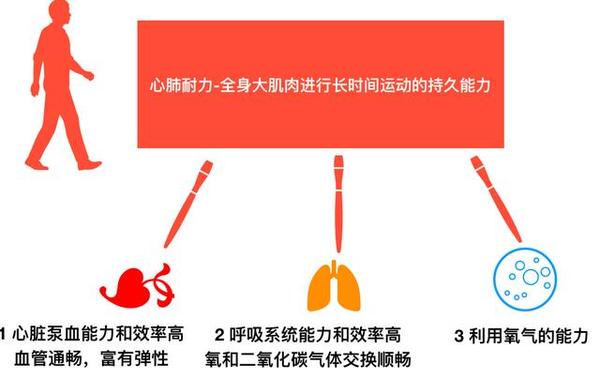 運(yùn)動(dòng)對(duì)心肺耐力的培養(yǎng)作用