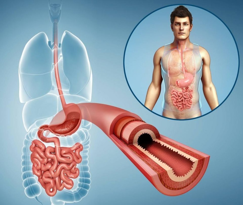 定期步行，促進(jìn)腸胃健康的功能與益處