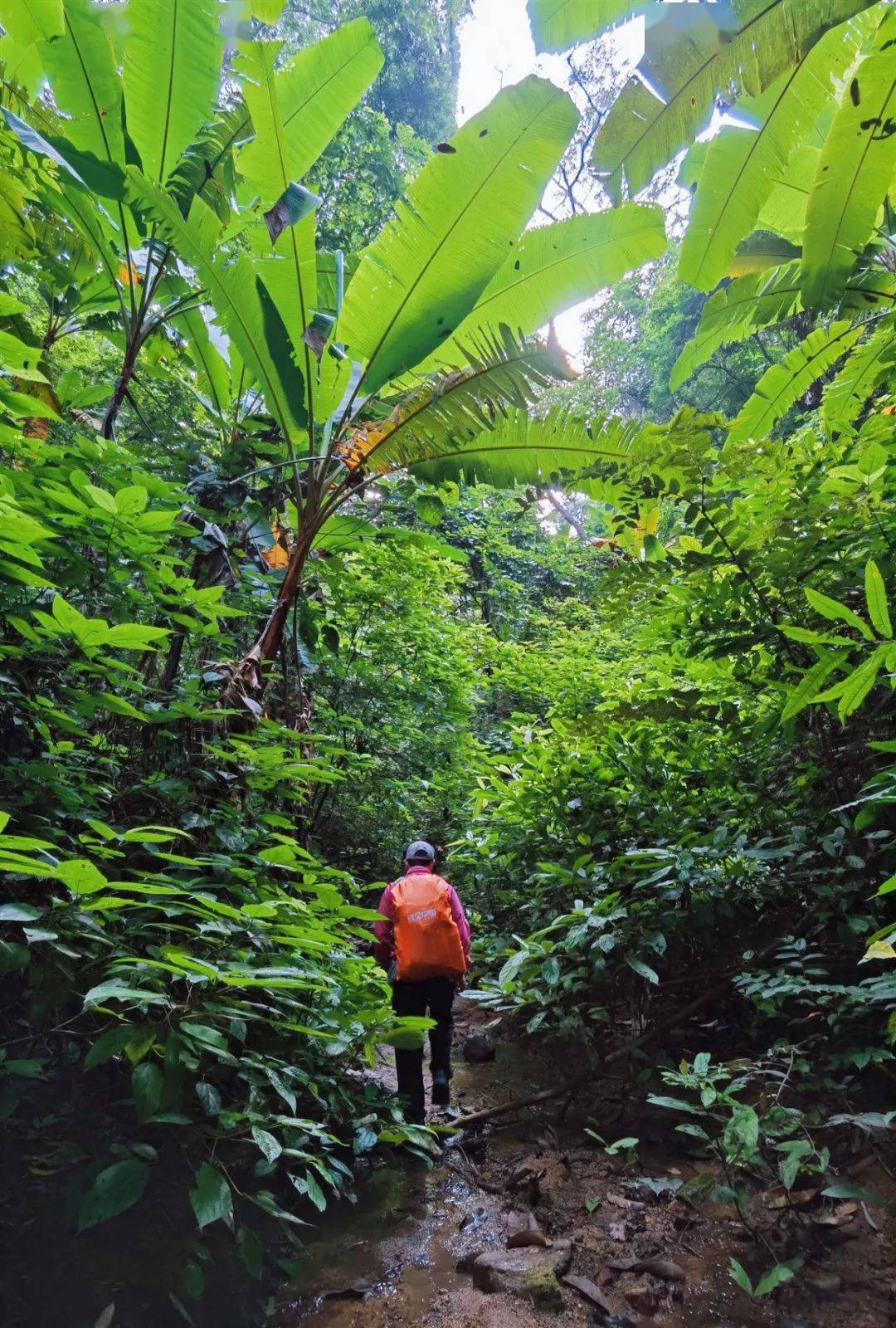 在天然熱帶雨林中徒步旅行