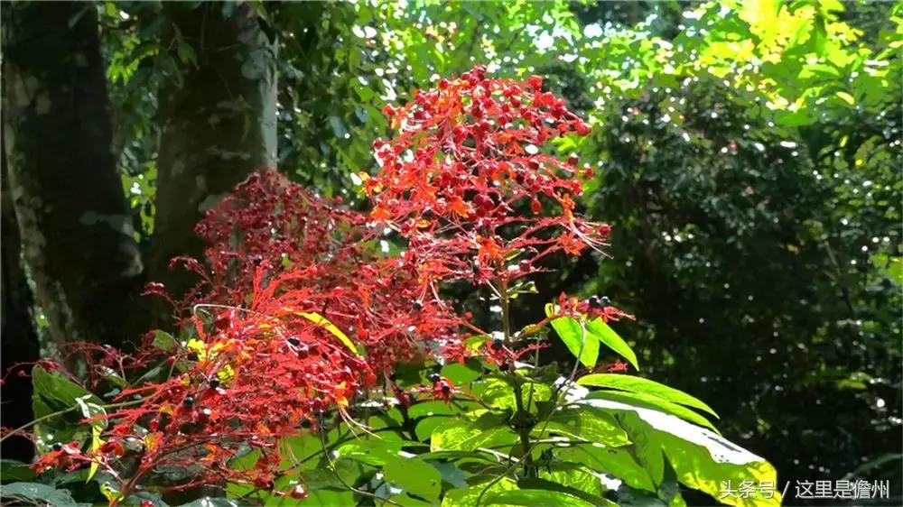 探訪珍稀植物園，領(lǐng)略植物王國的奇妙魅力