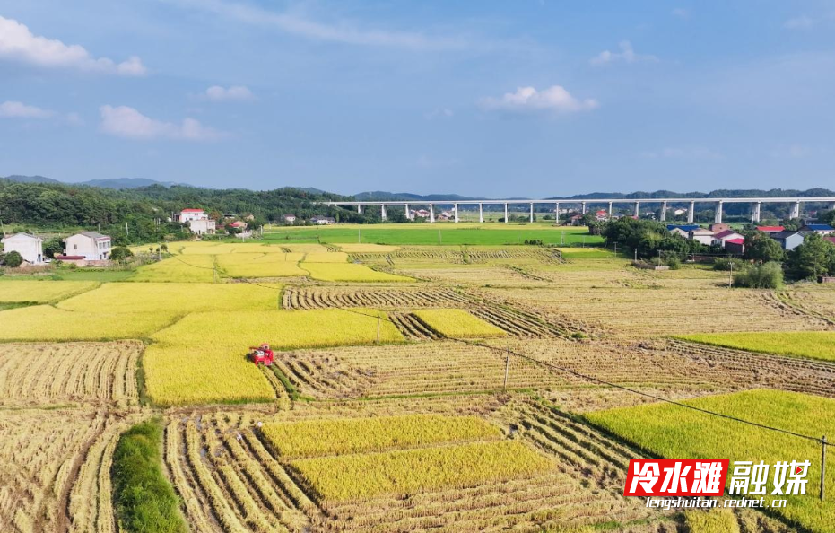 秋日田野，稻谷豐收的黃澄澄畫(huà)卷