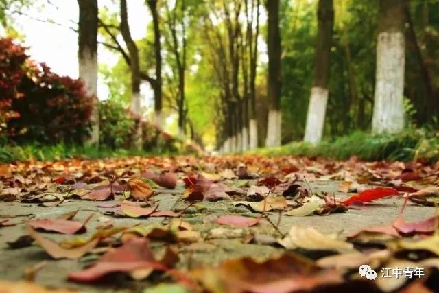 晚秋公園漫步，落葉小徑與清新空氣之旅