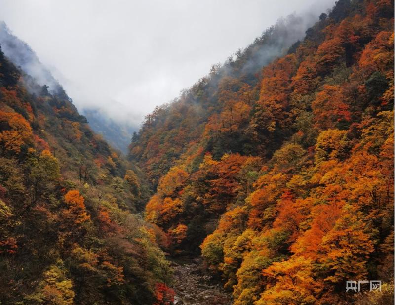 清晨山谷，陽光破霧灑滿大地