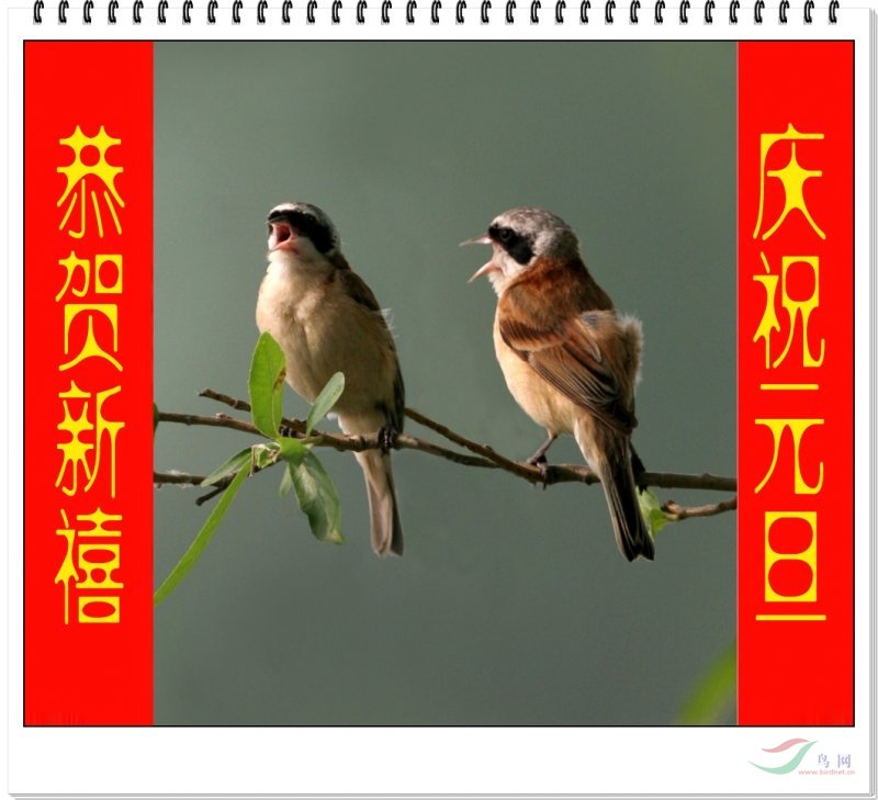 鳥(niǎo)兒歌唱