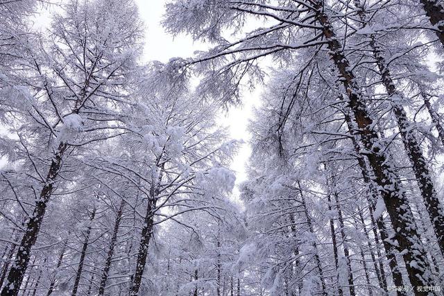 深冬山林雪景，雪中樹木的銀裝魅力