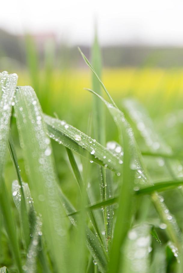 春日的雨水滋潤著大地