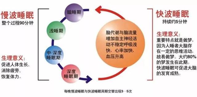 改善睡眠質(zhì)量對身體修復(fù)和細胞再生