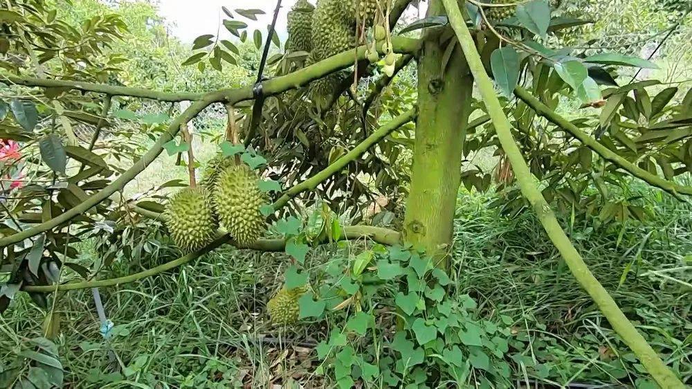 傣族香茅草烤魚(yú)，烹飪技法與儀式感的完美結(jié)合