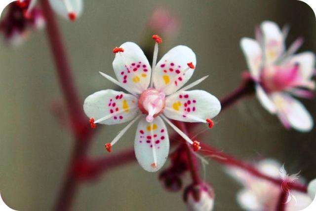 苗語(yǔ)民歌的韻律藝術(shù)及語(yǔ)言保護(hù)挑戰(zhàn)探究