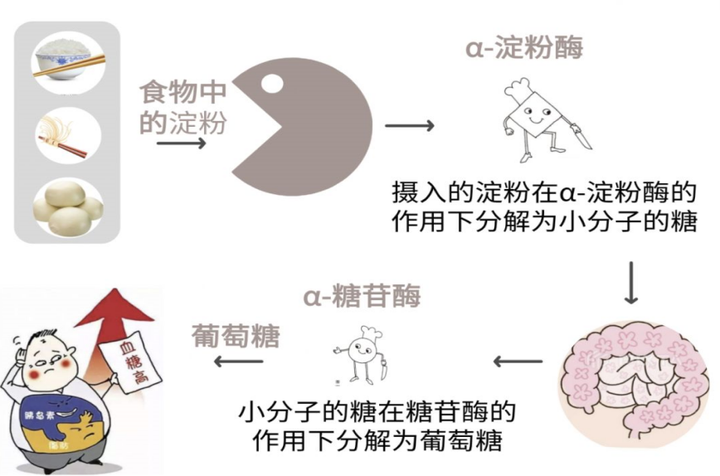 糖分過(guò)量攝入對(duì)身體糖代謝的影響研究綜述